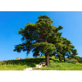 Dárková sada pro ženy Scented elegance bath 5v1