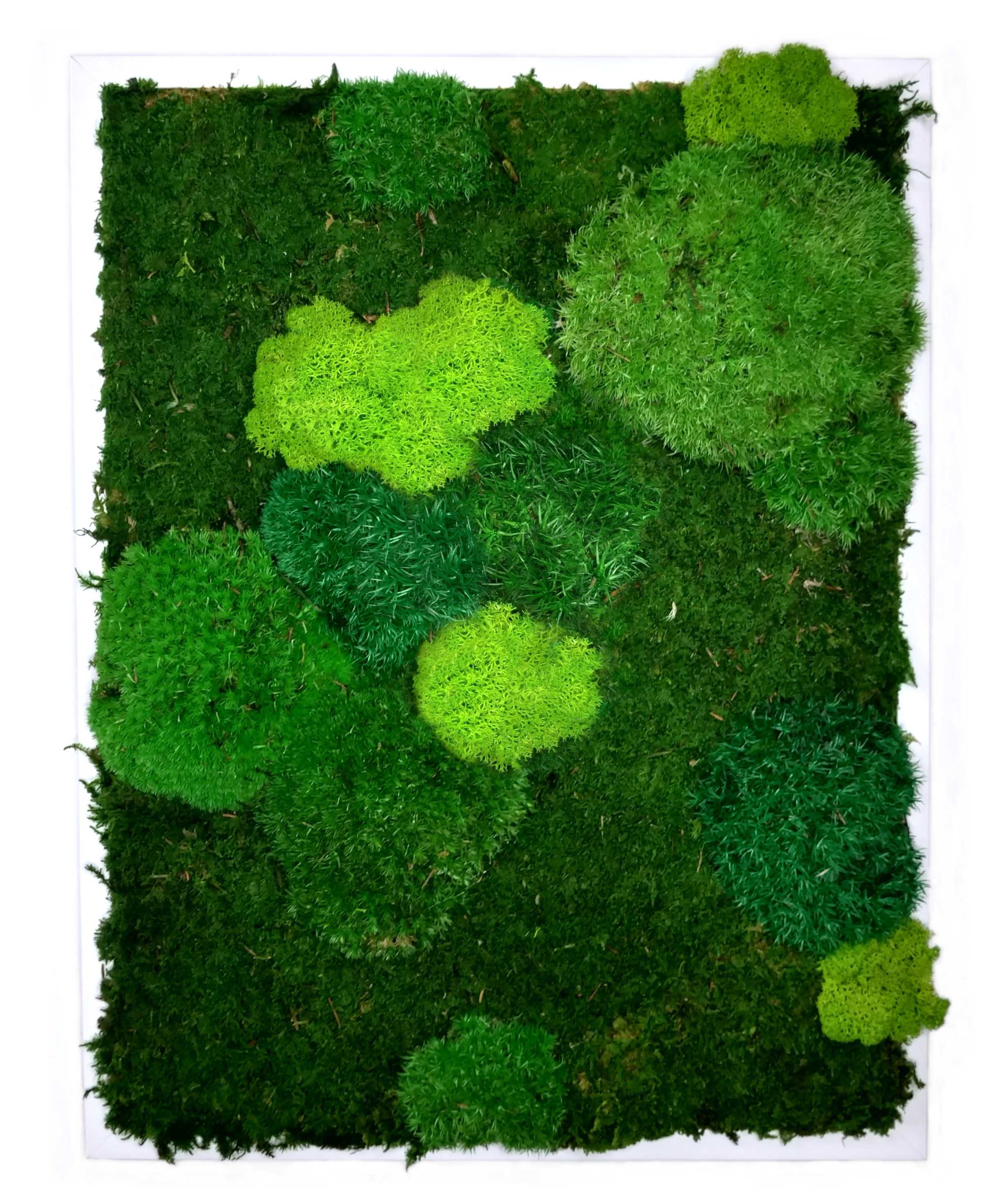 Mechový obraz Tři mechy 42x32cm