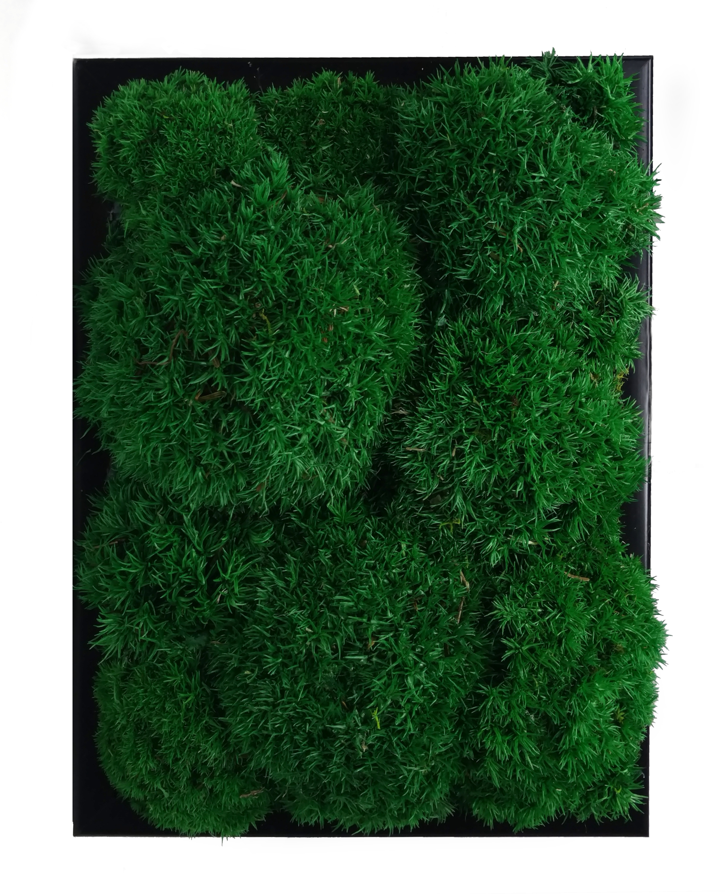 Mechový obraz Kopečkový mech 16x22cm